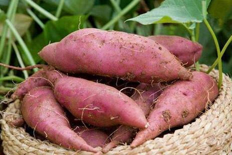 圖片[2]-紅薯保存方法 放一年不壞 越放越甜！-起舞食譜網(wǎng)