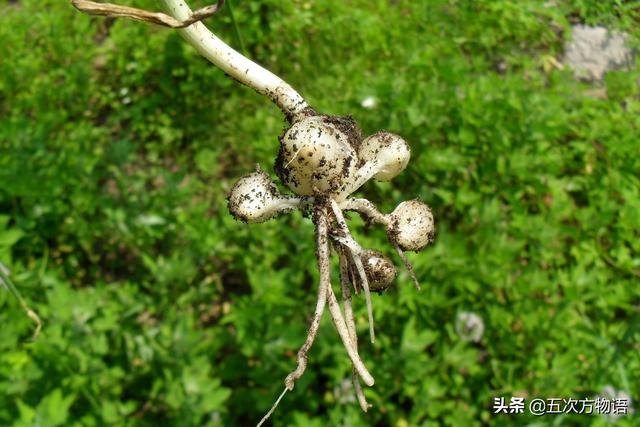 小葱和大葱的区别，小葱和大葱的区别有哪些（国内葱属蔬菜大全，你认识几个）