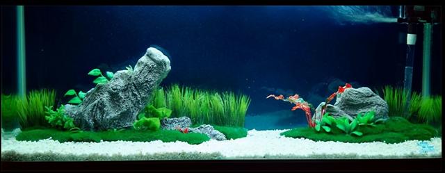 鱼缸底部铺什么好，鱼缸底部铺卵石养什么鱼（如何挑选一个合适自己的鱼缸）