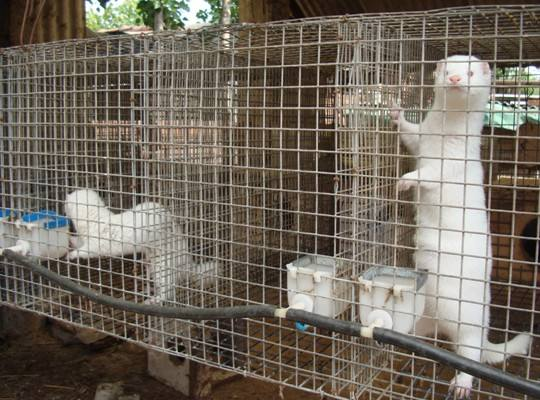 关东山在哪里，燕双鹰关东山在哪里（关东山“三件宝”“三大怪”如今还能找到几个）