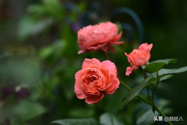 百合几月份开花，百合花什么时候开花（盛开在初夏的橙色花园）