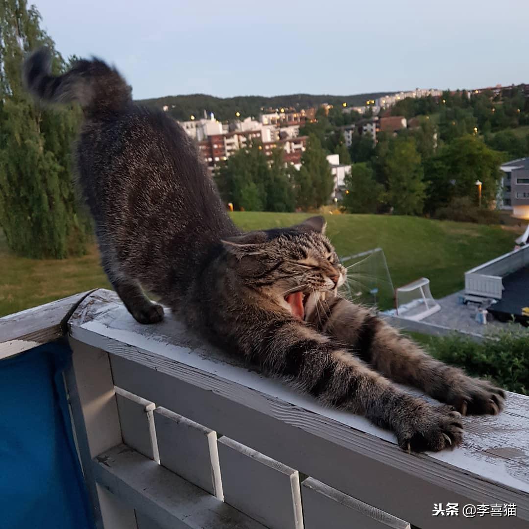 梦见猫吃鱼什么意思，做梦梦见猫吃鱼（饲养猫咪一定要封阳台或安装防护网）