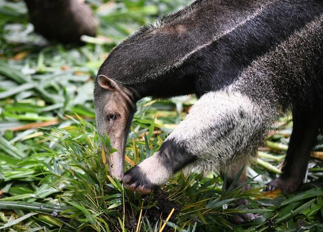 什麼動物吃螞蟻,吃螞蟻的長嘴動物叫什麼(無齒的古老哺乳動物:食蟻獸)