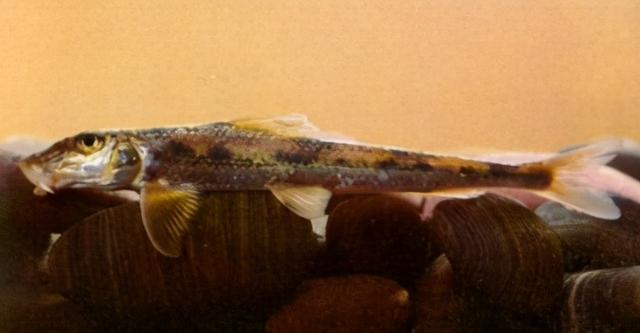 淡水观赏鱼种类，淡水观赏鱼的种类大全！（中国淡水观赏鱼图集<一>）