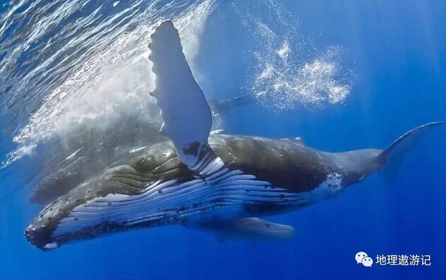 鲸鱼有哪些分类，鲸鱼有哪些分类和特点（鲸鱼的种类有哪些）