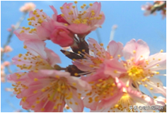 中国樱花有几个品种，中国樱花树品种（这81种樱花）