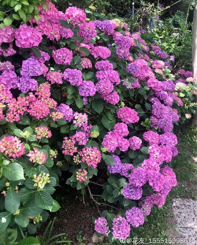 一梦两三年一花一世界网名，一梦两三年一花一世界微信昵称（千年的紫藤树···5种花越老越值钱）