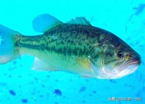 海鲈鱼多少钱一斤2017(海鲈鱼多少钱一斤) - 价格百科