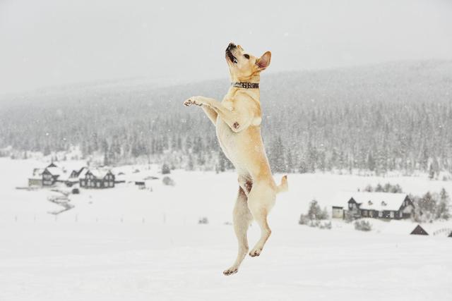 拉布拉多犬的优点和缺点小型犬，拉布拉多犬优缺点