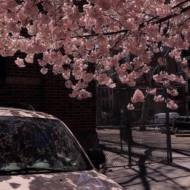 抖音上亲爱的周游是什么意思，抖音上亲爱的周游是什么意思呀（好久不见，我亲爱的周游）