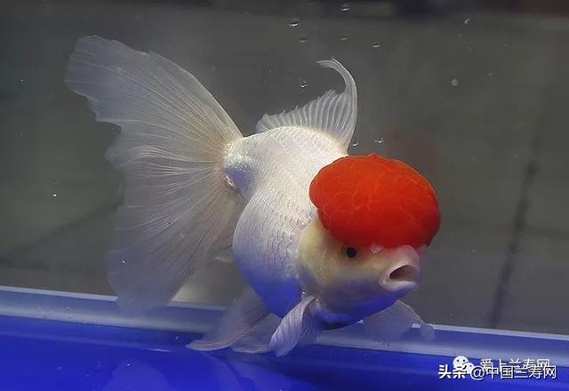 鹤顶红金鱼的简介-鹤顶红金鱼的外形特征,小金鱼鹤顶红( 大赛获奖冠军