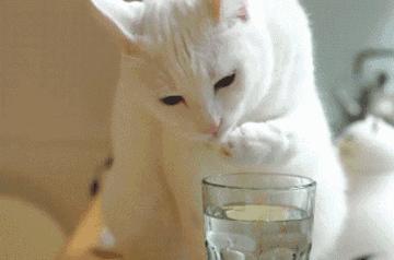 fish可数吗，鱼类fish可数吗（fish”难道是“一条穷鱼”）