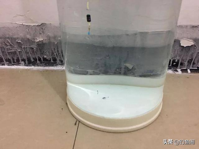 钓鱼调漂的正确方法，钓鱼入门如何调漂（再学不会我也没办法了）