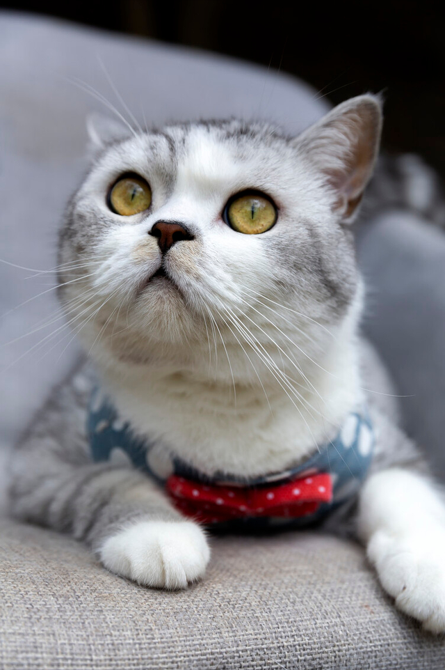金渐层和银渐层，多少色金渐层配银渐层好（哪种猫摸起来手感最好）