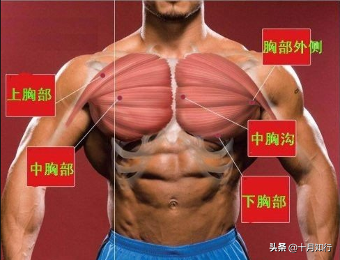 12个黄金虐胸动作练爆你的胸肌，练胸动作不需要太多