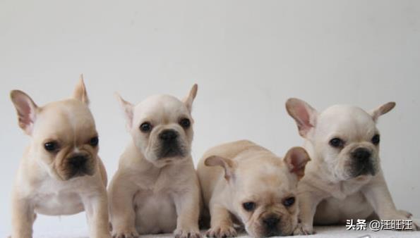 怎么挑法斗幼犬，法斗犬注意什么（你不能不知道——————————法国斗牛犬选购技巧）