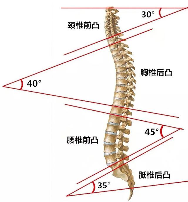 正确坐着睡觉的姿势，站着睡觉姿势（调整坐、站、行、跑、睡五种姿势）