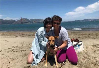 红贵宾（红贵宾犬），被称为“最聪明狗狗”的红贵宾曾因好动