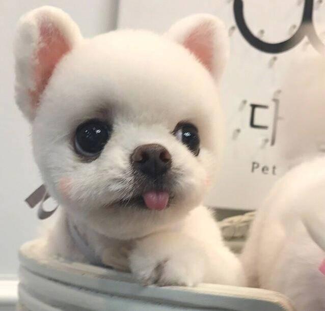 博美狗狗图片，萌萌哒的博美（颜值爆表的小博美）