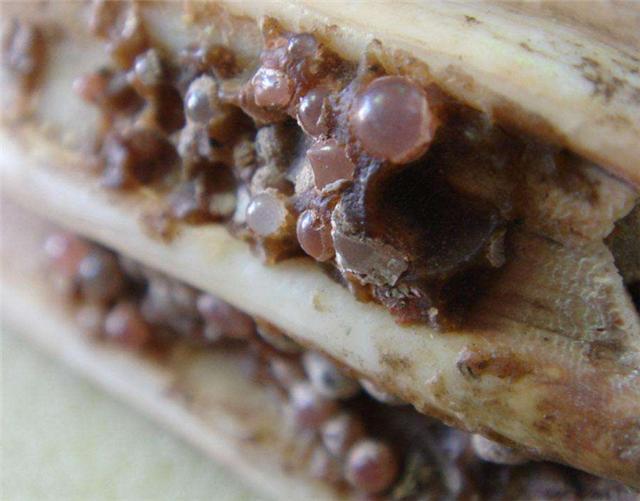 舍利子是什么东西，舍利子是什么东西科学解释（为啥容易形成舍利子）