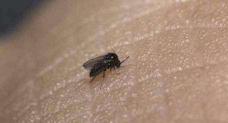 一种跟芝麻似的硬壳虫子，一种跟芝麻似的硬壳虫子 会装死（蠓虫一点也不“萌”）