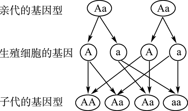 胚珠的发育和胚囊的形成总结，济南版生物八年级上册知识点总结