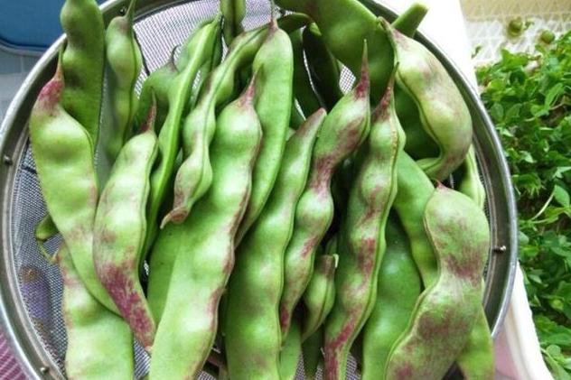 杂粮有哪些品种，粗粮都有什么（中国豆类大全）