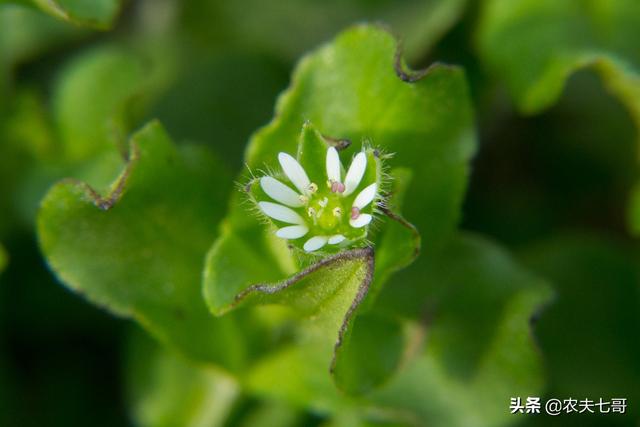 繁缕叶脉图片