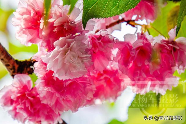 樱花的颜色，绿叶中娇美动人的花朵（樱花的颜色有哪些）