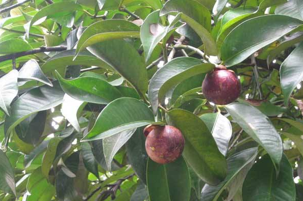 山竹怎么吃好吃，山竹怎么样吃（网红水果“山竹”三种美味吃法）