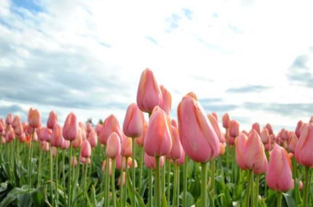 天堂鸟花语，天堂鸟花图片（你知道大自然中这些花的花语吗）