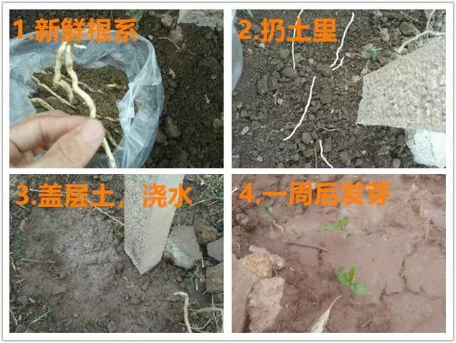 绿萝好养吗,绿萝怎样栽培(绿萝竟然排在倒数第1) 绿萝好养吗,绿萝怎样栽培(绿萝竟然排在倒数第1)