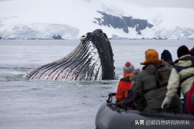海底最深处的生物，10000米恐怖深海鱼（南极深处真的存在巨大的生物吗）
