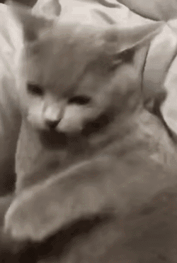 双卡双待是什么意思，iphone双卡双待什么意思（买5G手机不懂这个）