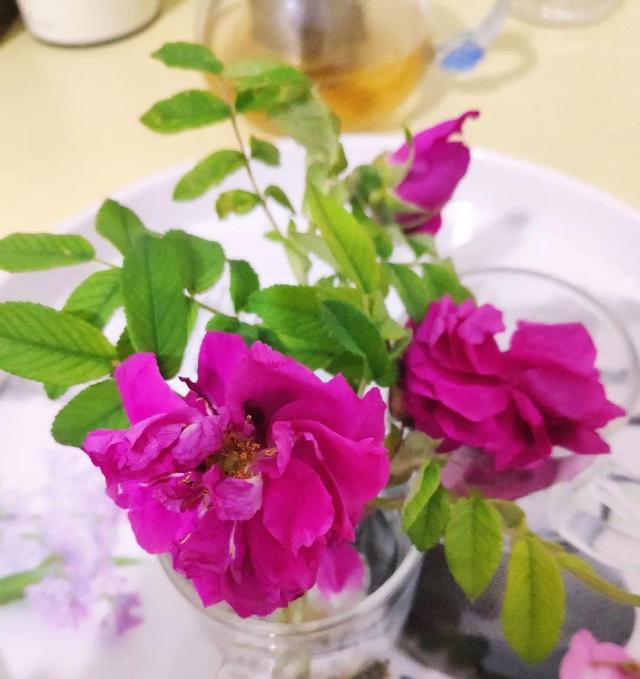 铁皮石斛花的采摘、晾晒和吃法，石斛花直接采摘晒干吗（最好吃的5种花）