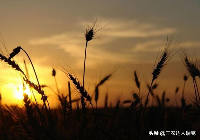 小麦分蘖及有效分蘖的判断依据，影响小麦分蘖及分蘖成穗的因素