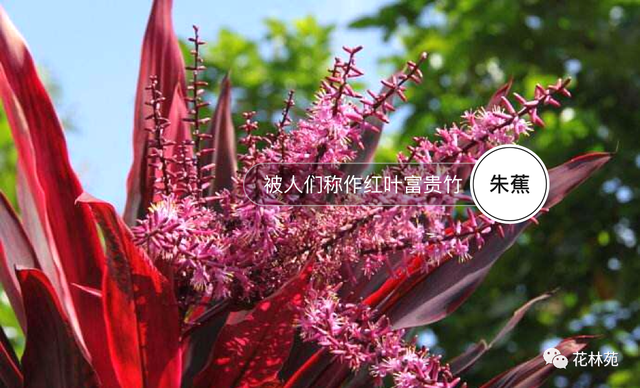 红叶朱蕉养殖方法，红叶朱蕉养殖方法与技术（朱蕉—红叶富贵竹这样养猛长）