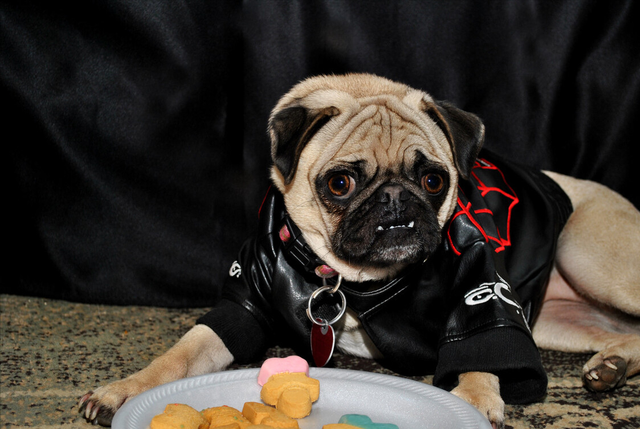 八哥犬有几种，八哥有几种（这6种巴哥犬不要买）