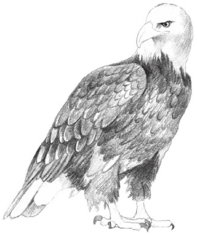 动物素描画，关于动物的画（适合初学者学习的动物素描步骤教程）