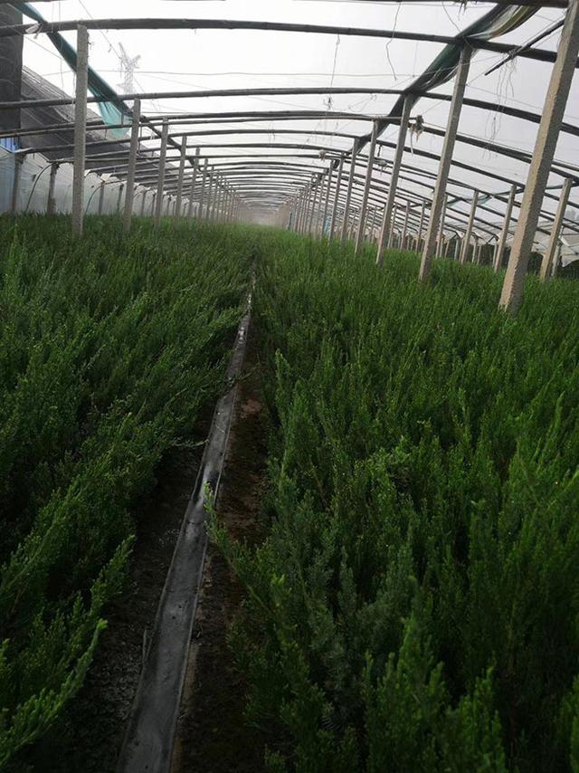 圆柏的园林用途有哪些，圆柏主要用途（圆柏种植方法及注意事项）