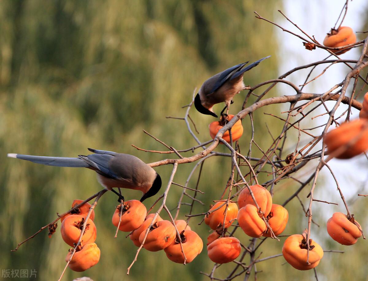 灰喜鹊吧 百度贴吧(你不一定了解的灰喜鹊颜值与智商并存) - 贝贝号