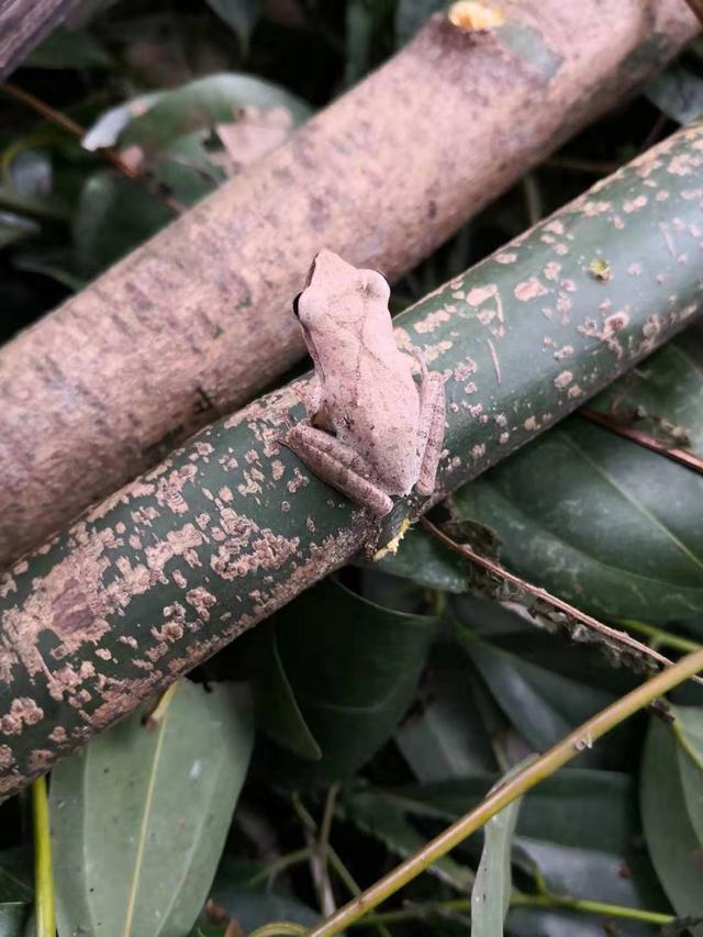 中国树蛙的品种简介，中国树蛙品种大全（他在蕉林里的发现）