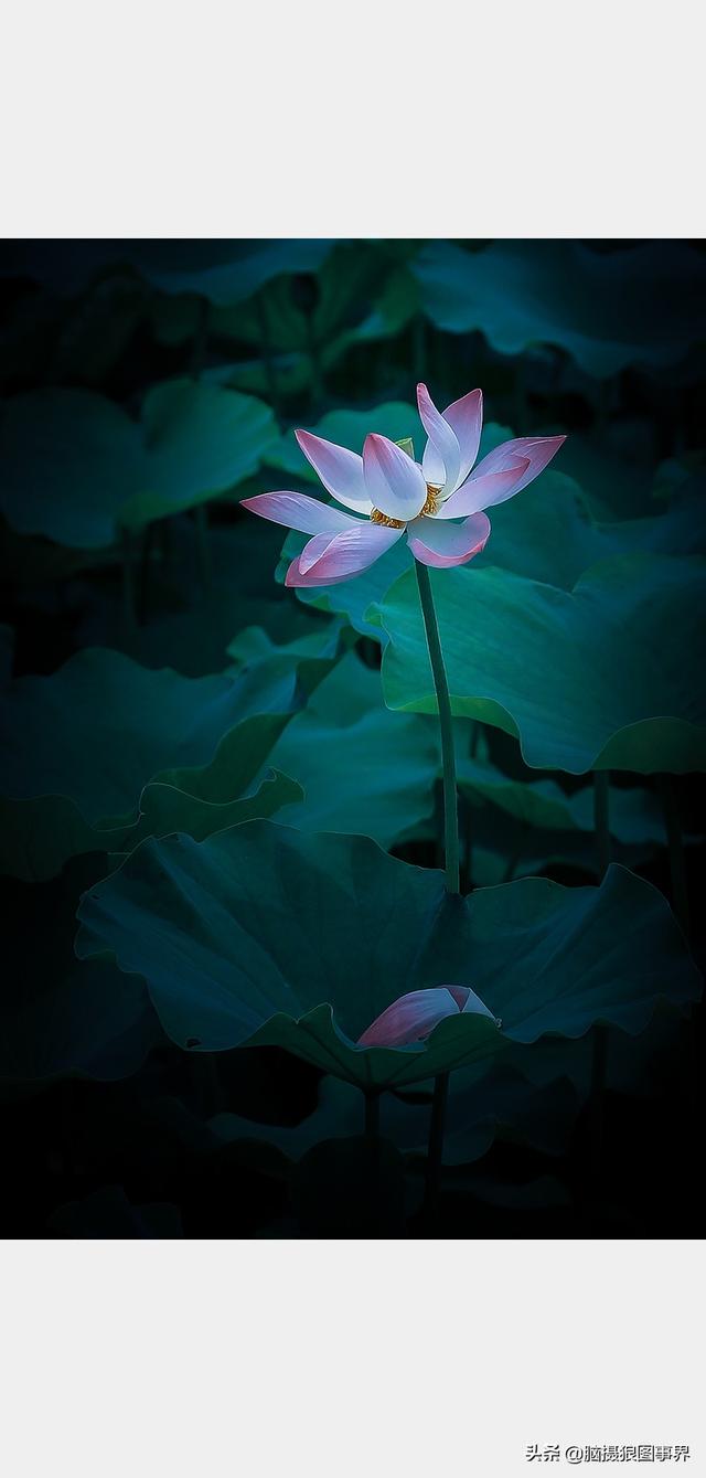 荷花图片，荷花图片大全真实照片（分享18张实拍荷花照）