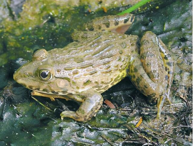 世界上有几种蛙类.，世界上有几种蛙类名字（赣南农村的几种常见青蛙）