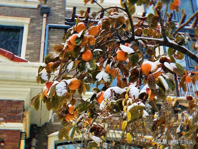 情侣唯美雪景图片，情侣唯美雪景图片真实（冬日初雪印象：一半冬雪）