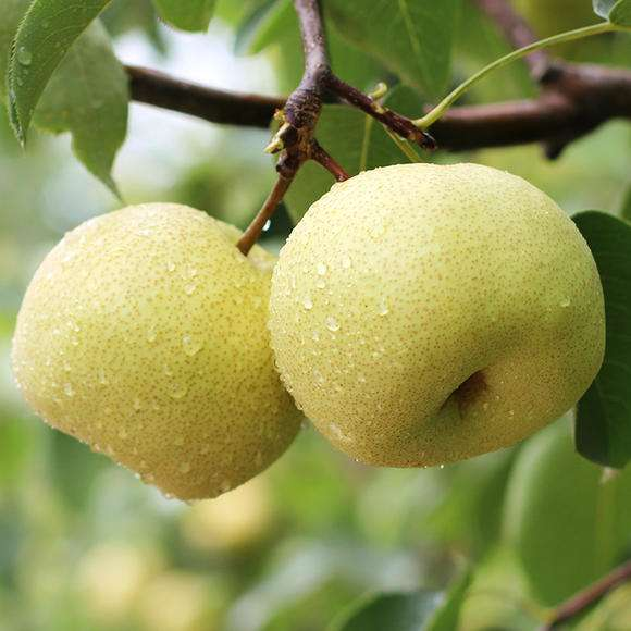 相见恨晚的5大珍果，四季珍果（相见恨晚的5大水果）