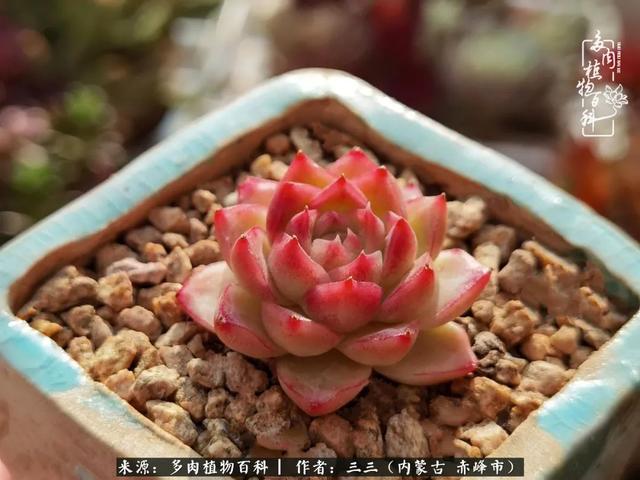 雪候鸟是什么意思，雪候鸟歌词表达什么意思（多肉于我从来不是锦上添花）