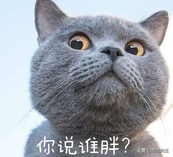 蓝猫是英短的一种吗，英国短毛猫为什么叫做“蓝猫”