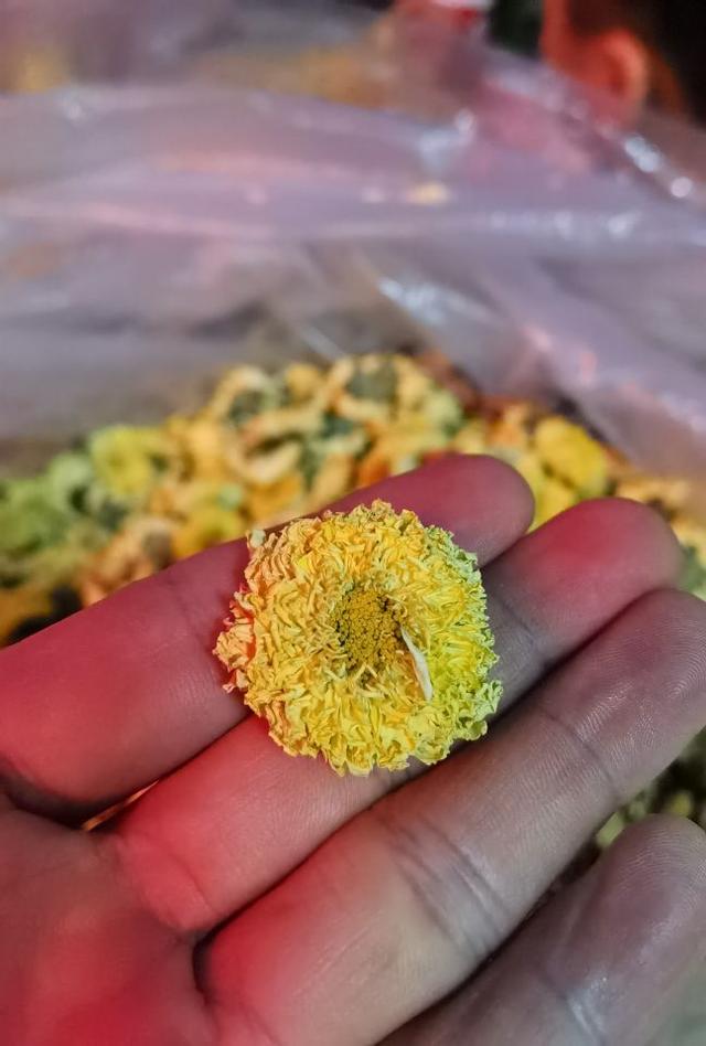 菊花散发香味