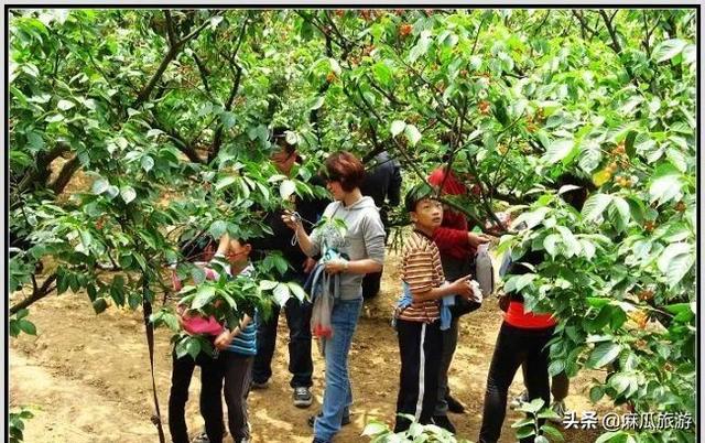 阴阳师樱桃妖位置分布，阴阳师樱桃妖在哪打好（新乡这个地方的樱桃可以采摘了）